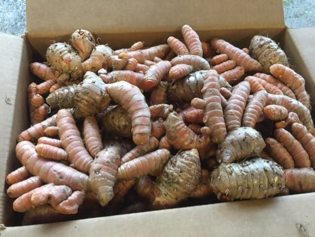 40 lb case of Red Turmeric Hands