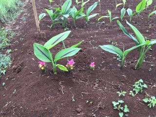 Colorful flowers of Black Turmeric