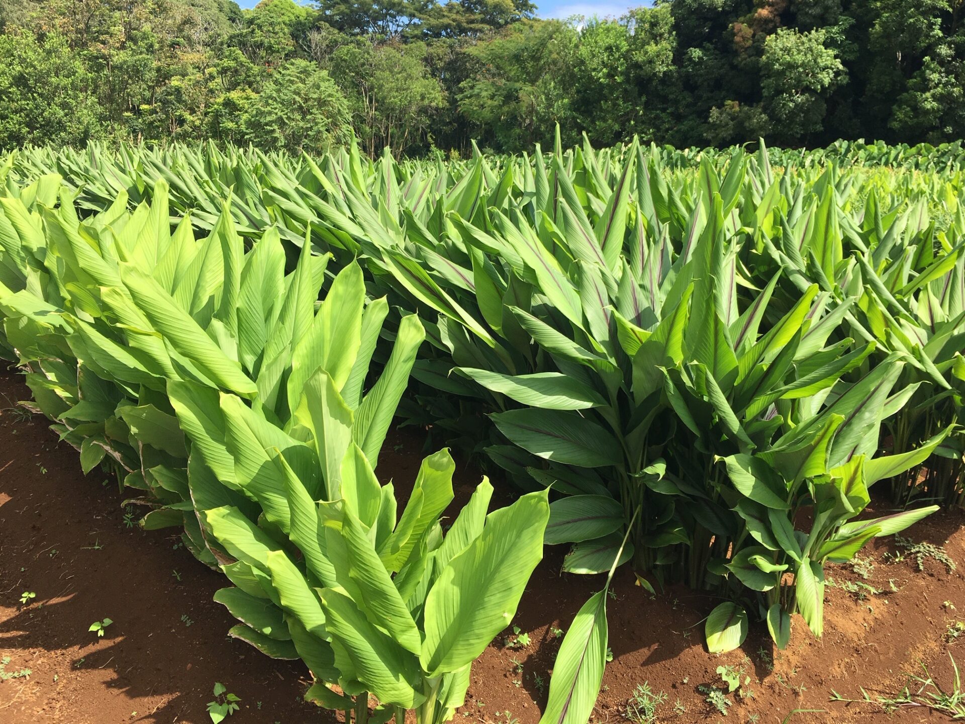 Hawaiian Red Turmeric  &nbsp;&nbsp;&nbsp;&nbsp;&nbsp;&nbsp;&nbsp;&nbsp;&nbsp;&nbsp;&nbsp;&nbsp;&nbsp;&nbsp;&nbsp;&nbsp;&nbsp;&nbsp;&nbsp;&nbsp;&nbsp;&nbsp;&nbsp;&nbsp;&nbsp;&nbsp;&nbsp;&nbsp;&nbsp;&nbsp;&nbsp;&nbsp;&nbsp;&nbsp;&nbsp;&nbsp;&nbsp;&nbsp;&nbsp;&nbsp;&nbsp;&nbsp;&nbsp;&nbsp;&nbsp;&nbsp;&nbsp;&nbsp;&nbsp; Black Turmeric 