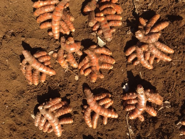 Large Hawaiian Red Turmeric Roots